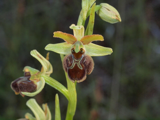 ophrys incubacea sobsp brutia?